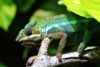 chameleon-318649_1920